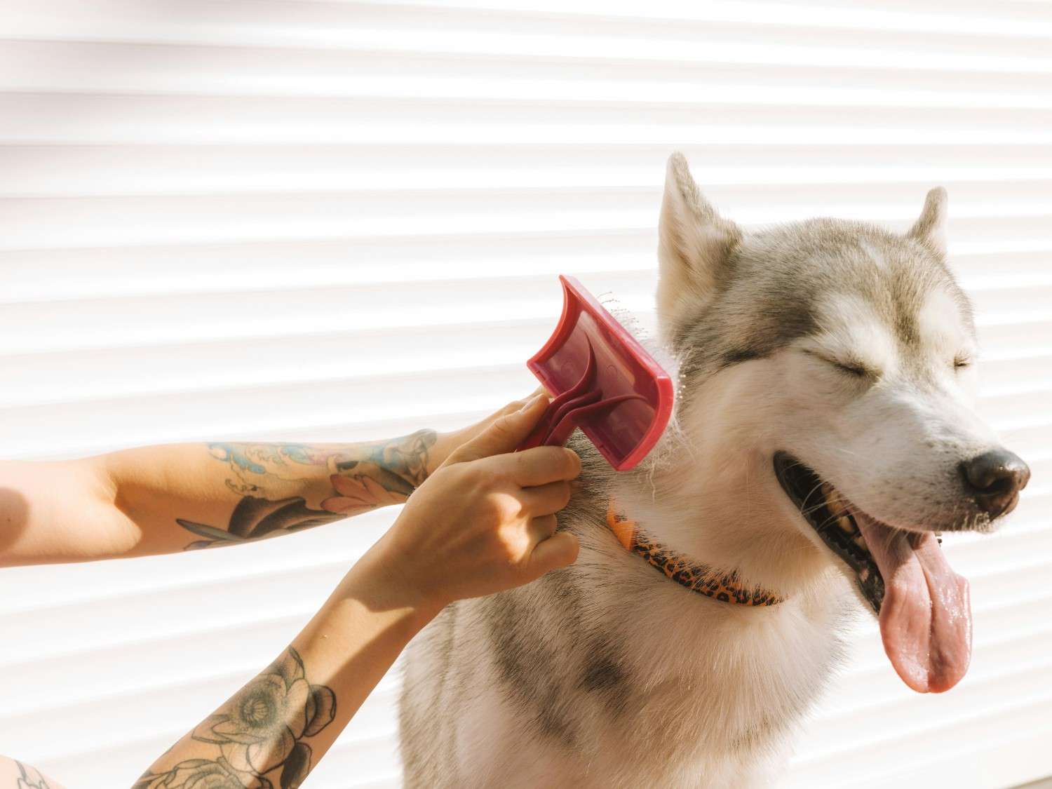 Dog De-shedding