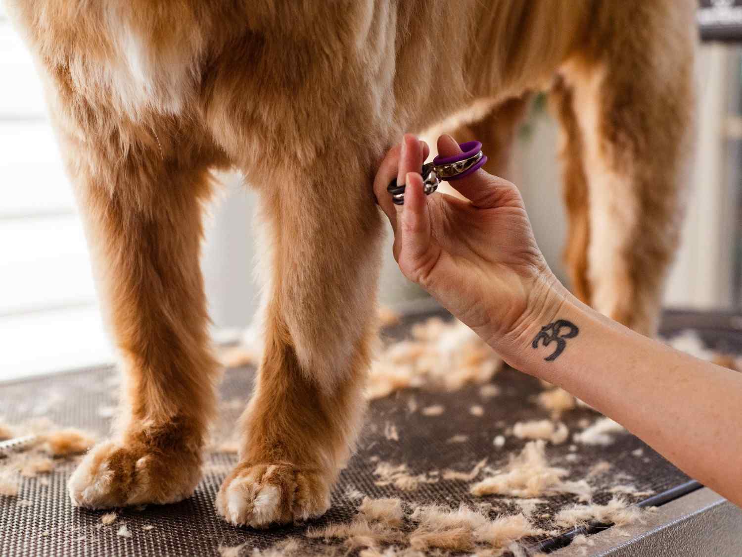 Dog Light Trimming