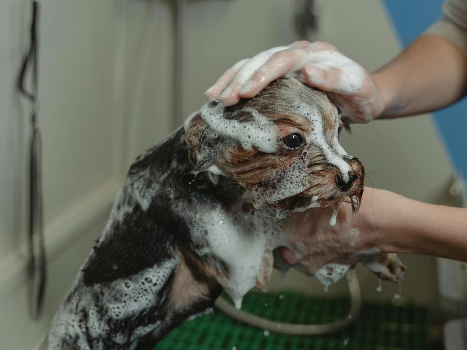 Dog Medicated Bath