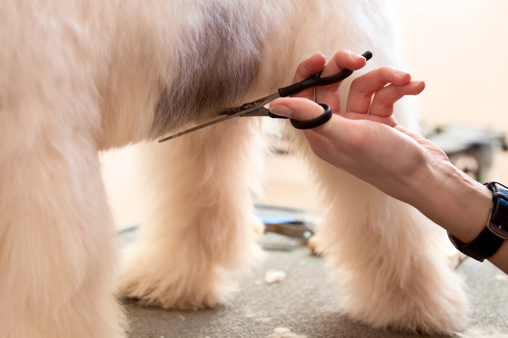 Grey Standard Pet Sanitary Shave